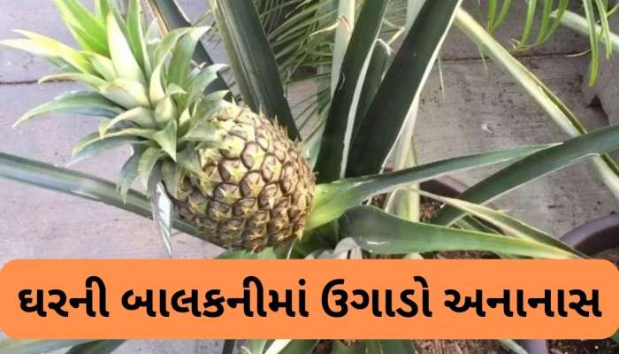 Pineapple: અનાનસના ઉપરના પાનને કચરો સમજી ફેંકો નહીં, તેમાંથી જ ઘરમાં ઉગાડી શકો છો અનાનસનો છોડ