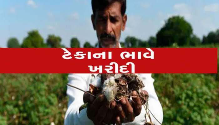 આ તારીખથી ગુજરાતમાં થશે ટેકાના ભાવે કપાસની ખરીદી, સરકારે જાહેર કર્યો હેલ્પલાઈન નંબર