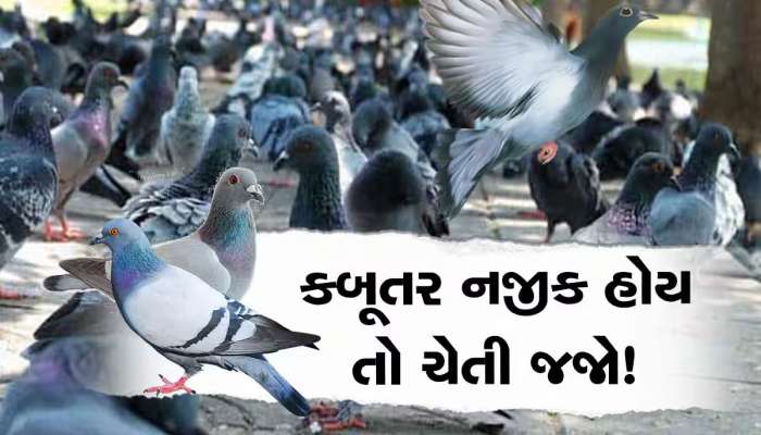 બાલ્કનીમાં બેસી રહેતા કબૂતરથી આઘા રહેજો, તમને મોટી બીમારીના ખાટલામાં પાડી શકે છે!