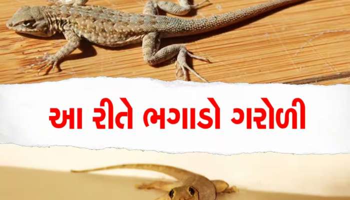 શું તમે પણ ગરોળીના ત્રાસથી છો પરેશાન? તો તેને ભગાડવા માટે અપનાવો આ ઉપાય