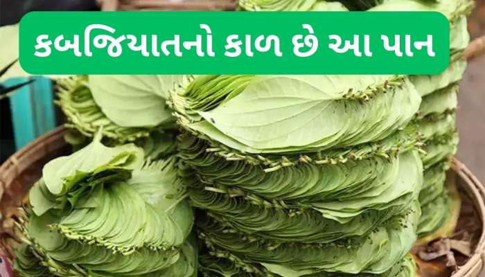 Betel Leaf: વર્ષો જૂની કબજિયાત આ પાનથી મટી જશે, જાણી લો ક્યારે ખાવું અને કેવી રીત ?