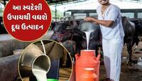 જો તમારી ગાય કે ભેંસ આપી રહી છે ઓછું દૂધ, તો અપનાવો આ સ્વદેશી ઉપાય