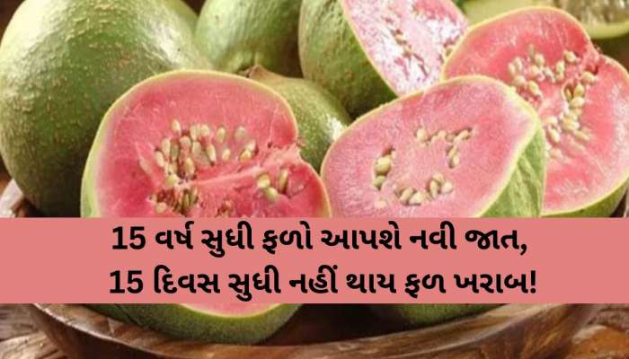 15 વર્ષ સુધી બમણી આવક રળી આપશે જામફળની આ નવી અદ્દભૂત જાત, વિશેષતા જાણીને લાગશે નવાઈ!
