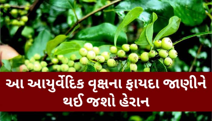 આંખ-કાન અને પેટની આ બીમારીઓ માટે રામબાણ છે આ વસ્તુ, ચપટીમાં જ દૂર થશે સમસ્યા!