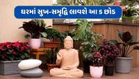 ધનથી ભરાયેલી રહેશે તિજોરી, ઘરમાં આવશે સુખ-સમૃદ્ધિ...બાલ્કનીમાં લગાવો આ 5 છોડ
