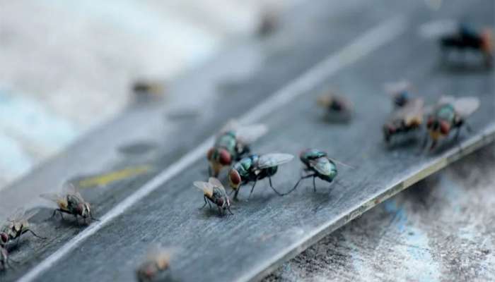 Insects: પોતું કરવાના પાણીમાં મિક્સ કરી દો આ 2 વસ્તુઓ, ઘરમાં નહીં ફરકે એક પણ માખીઓ, મચ્છર પણ ઉડી જશે તુરંત
