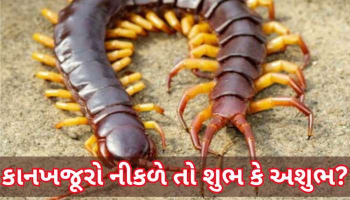 Centipede: ઘરમાં અચાનક કાનખજૂરો દેખાઈ જાય તો શું મળે છે સંકેત? રાહુ સાથે છે સીધો સંબંધ