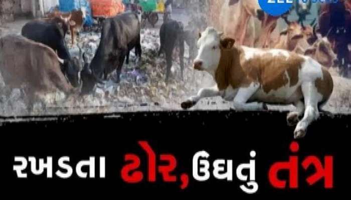  રખડતા ઢોરે વધુ એક ગુજરાતમાં નિર્દોષ યુવાનનો જીવ ગયો! પરિવારમાં શોકનો માહોલ, ઘટના CCTVમાં કેદ 