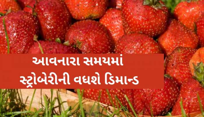 સરકારી યોજનાઓનો લાભ ઉઠાવીને આ રીતે કરો સ્ટ્રોબેરીની ખેતી! ઓછા ખર્ચમાં થશે લાખોની કમાણી