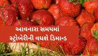 સરકારી યોજનાઓનો લાભ ઉઠાવીને આ રીતે કરો સ્ટ્રોબેરીની ખેતી! ઓછા ખર્ચમાં લાખોની કમાણી
