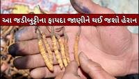 કિડા જેવી દેખાતી આ જડીબુટ્ટી મળી જશે તો થઈ જશો લખપતિ, આ બીમારીનો છે કાળ!