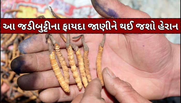 કિડા જેવી દેખાતી આ જડીબુટ્ટી મળી જશે તો થઈ જશો લખપતિ, આ બીમારીનો છે કાળ!