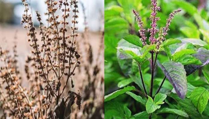 Tulsi Plant: ઉનાળામાં તુલસીનો છોડ કરમાવા લાગે તો માટીમાં ઉમેરી દો આ વસ્તુ, સુકાશે નહીં અને ઝડપથી વધશે છોડ