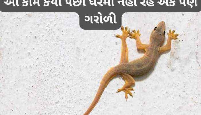 આ વસ્તુ લઈ આવો, સો ની સ્પીડે ઘરમાંથી ભાગશે ગરોળી, એકવાર ગયા પછી પાછી પણ નહીં આવે