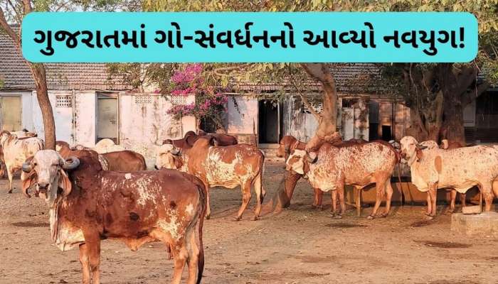 પશુપાલકો માટે સારા સમાચાર, વિધાનસભામાં પાસ થયું “ગુજરાત ગો-વંશ સંવર્ધન વિધેયક-2025”