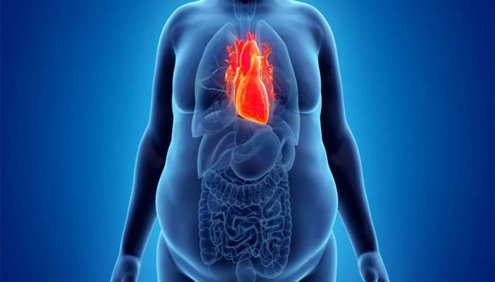 Organ Health: અચાનક વધેલું વજન શરીરની અંદરના આ 5 અંગને કરી શકે છે ડેમેજ, સમયસર ચેતી જવું
