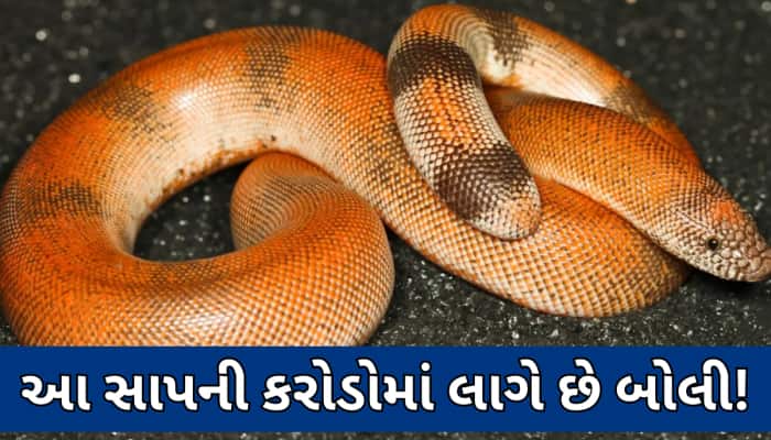 સોનાથી પણ મોંઘો છે આ સાપ? જેની કરોડોમાં લાગે છે બોલી... દુનિયાભરમાં થાય છે તસ્કરી