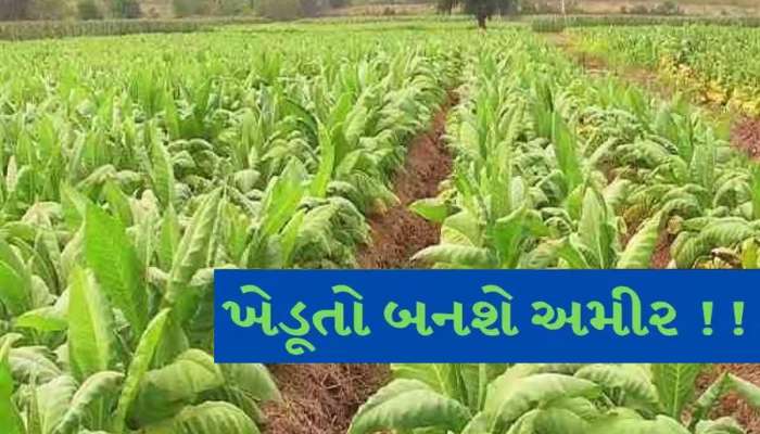 ઉત્તર ગુજરાતના ખેડૂતો માટે સૌથી મોટા ખુશખબર; આ પાક વાવ્યો હશે તો બની જશો અમીર! માર્કેટયાર્ડમાં તેજી ફૂંકાઈ 