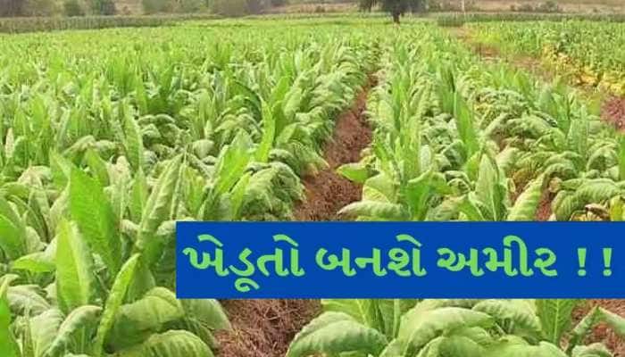 ઉત્તર ગુજરાતના ખેડૂતો માટે ખુશખબર; આ પાક વાવ્યો હશે તો બની જશો અમીર! તેજી ફૂંકાઈ