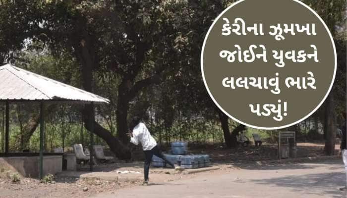 ગુજરાતમાં હવે જાહેર વૃક્ષ પરથી ફળ તોડનારે ચેતવું પડે એવો કિસ્સો; યુવકને 200નો દંડ