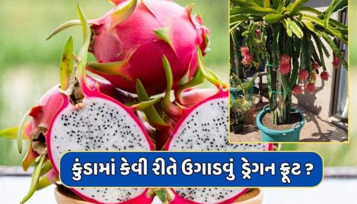 Dragon Fruit : ઘરે કુંડામાં કેવી રીતે ઉગાડવું  ડ્રેગન ફ્રૂટ ? અપનાવો આ ટિપ્સ 