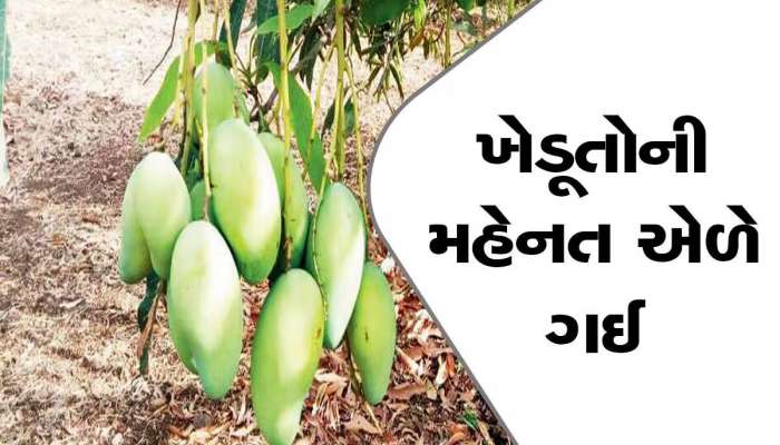 આ વર્ષે પણ ગુજરાતમાં કેરીનો સ્વાદ ખાટો જ રહેવાની શક્યતા! સુકાઈ રહ્યો છે આંબાનો મોર, જાણો શું છે કારણ?