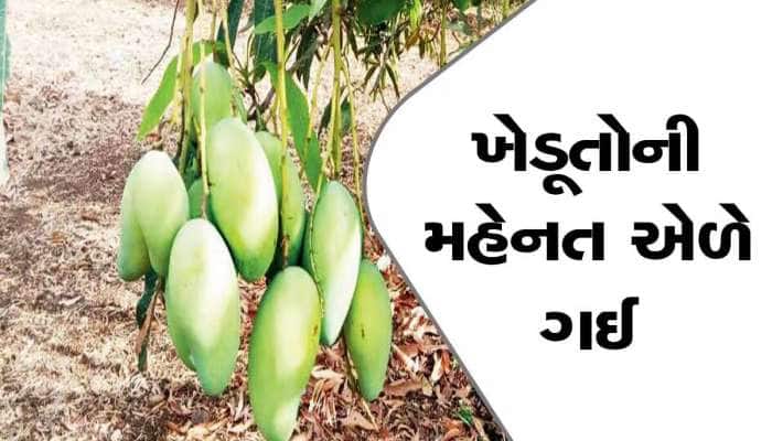 આ વર્ષે પણ ગુજરાતમાં કેરીનો સ્વાદ ખાટો જ રહેવાની શક્યતા! સુકાઈ રહ્યો છે આંબાનો મોર
