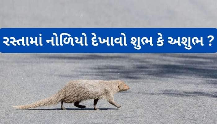 રસ્તા પર અચાનક નોળિયો દેખાય તો શુભ કે અશુભ ? જાણો નોળિયા સંબંધિત શુકન અપશુકન વિશે