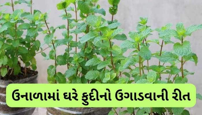 Gardening Tips: ઘરે ફુદીનો ઉગાડવાની સૌથી સરળ રીત, બારેમાસ છોડમાં આવતા રહેશે લીલા પાન