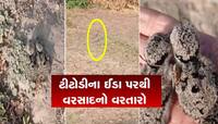 ટીટોડીએ સમય કરતા વહેલા ઈંડા મૂક્યા અને બચ્ચા પણ આવી ગયા! બદલાઈ ગઈ ચોમાસાની આગાહી  