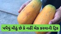 ઉપરથી આવું દેખાતું પપૈયું હોય સાકર જેવું મીઠું, ફળ મીઠું છે કે નહીં ચેક કરવાની ટ્રિક