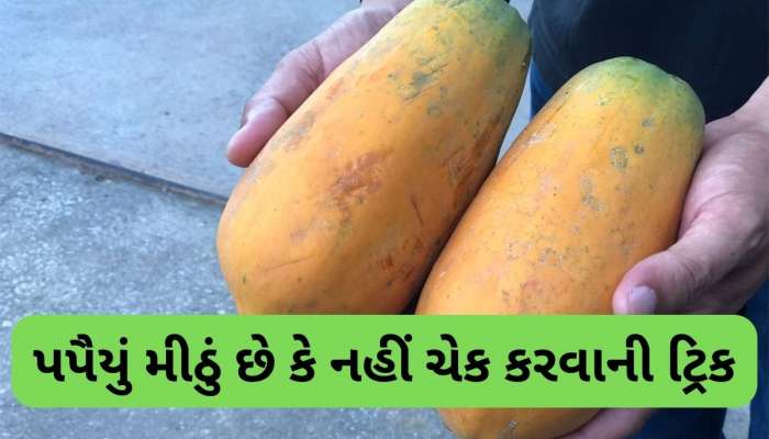 ઉપરથી આવું દેખાતું પપૈયું હોય સાકર જેવું મીઠું, ફળ મીઠું છે કે નહીં ચેક કરવાની ટ્રિક