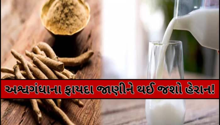દૂધમાં અશ્વગંધા પાઉડર મિક્સ કરીને પીવાથી દૂર થશે આ સમસ્યા, નસ-નસમાં ભરી દેશે તાકાત!