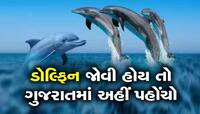 ગુજરાત બન્યું ડોલ્ફિનનું ઘર, ડોલ્ફિનથી ભરેલો છે ગુજરાતનો આ દરિયા કાંઠો