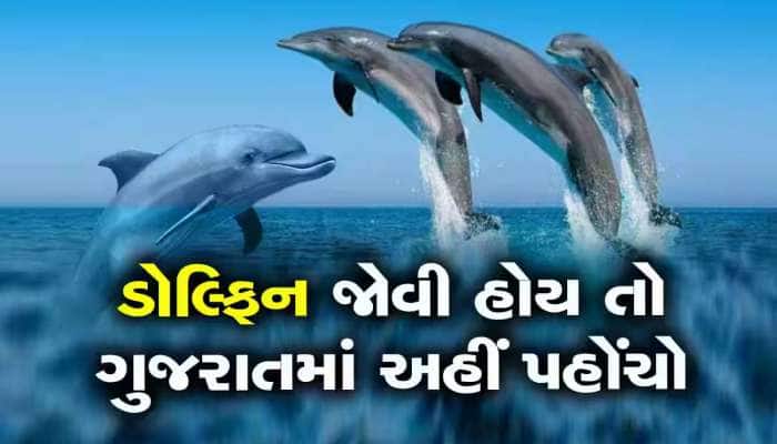 ગુજરાત બન્યું ડોલ્ફિનનું ઘર, ડોલ્ફિનથી ભરેલો છે ગુજરાતનો આ દરિયા કાંઠો