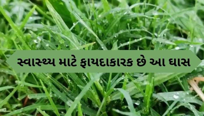 માઇગ્રેનથી લઈને કબજીયાત સુધી, દરેક મુશ્કેલી દૂર કરે છે દુર્વા ઘાસ, જાણો ફાયદા
