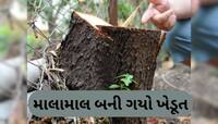 100 વર્ષ જૂના ઝાડને કારણે ચમકી ગયું ખેડૂતનું ભાગ્ય, રાતોરાત બની ગયો કરોડપતિ
