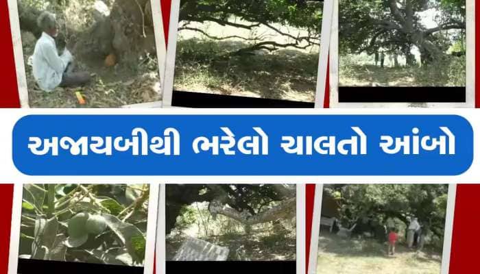 જેને જોવા માટે દુનિયા ગાંડી બની, ગુજરાતનો એ જાદુઈ ચાલતો આંબો 20 ફૂટ સરક્યો
