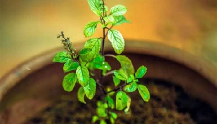 Tulsi Upay: તુલસીનો પાવર એક્ટિવ થઈ જાય તો ખરેખર કરે દેશે માલામાલ, આ અચૂક ઉપાયથી ઘરમાં થઈ શકે ધનના ઢગલા