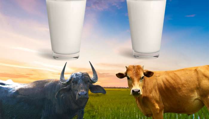 Cow Milk Vs Buffalo Milk: બાળક માટે ગાયનું દૂધ સારું કે ભેંસનું? આજે જાણો સાચો જવાબ