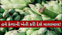 કેળાની ખેતીથી બમ્પર કમાણી કરવાની શાનદાર તક, સરકાર આપી રહી છે 75 ટકા સબસિડી