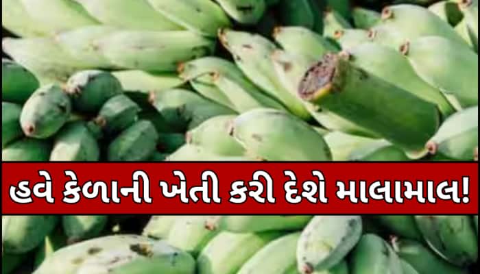 કેળાની ખેતીથી બમ્પર કમાણી કરવાની શાનદાર તક, સરકાર આપી રહી છે 75 ટકા સબસિડી