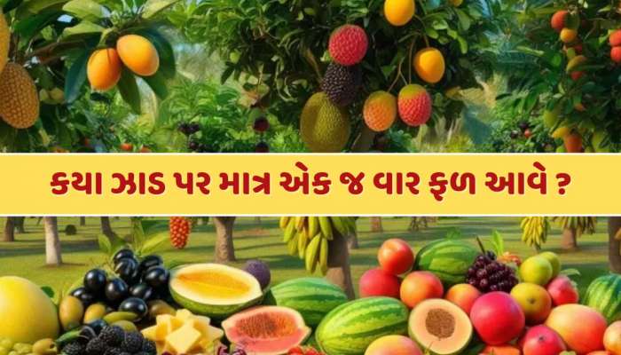 GK Quiz : એવું કયું ઝાડ છે, જેના પર માત્ર એક જ વાર ફળ આવે છે ?