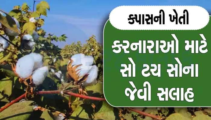 કપાસની ખેતી કરતા ખેડૂતો માટે મહત્વની સલાહ, ખેતી કરતા પહેલા આટલું જમીનમાં આટલું જરૂર 