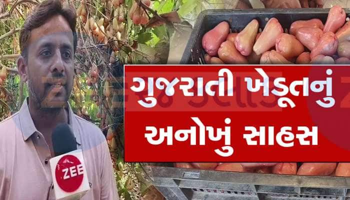 ગુજરાતી ખેડૂતે કમાલ કર્યો, થાઈલેન્ડના ફળની ગુજરાતમાં કરી ખેતી, મુંબઈ વેચી લાખો કમાયા