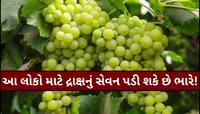આ લોકોએ ભૂલથી પણ દ્રાક્ષ ખાવાની ન કરવી જોઈએ ભૂલ, નહીંતર થઈ શકે છે લેવાના દેવા!
