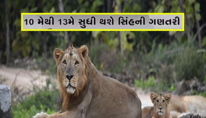 ગુજરાતના સાવજોની ગણતરી માંડવાનો સમય આવી ગયો, ખાસ સિસ્ટમથી 11 જિલ્લામાં કરાશે કાઉન્ટિ