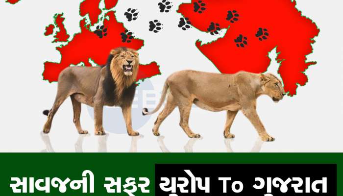 ગુજરાતના સિંહોનું મૂળ ઘર તો યુરોપ છે! યુરોપથી આફ્રિકા થઈ ક્યારે અને કેવી રીતે ગુજરાત આવ્યા, રસપ્રદ છે ઈતિહાસ