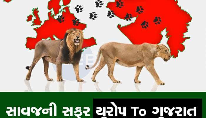 યુરોપથી આફ્રિકા થઈ સિંહો ક્યારે અને કેવી રીતે પહોંચ્યા ગુજરાત, રસપ્રદ છે ઈતિહાસ