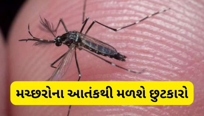 ઘરનાં એક-એક ખુણામાંથી ભાગી જશે મચ્છર, બસ અપનાવો આ દેશી ઉપાય